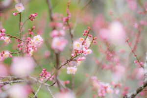 grene, blomster, Have, forår