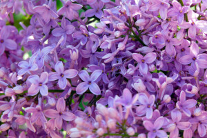 verde, lila, púrpura, primavera