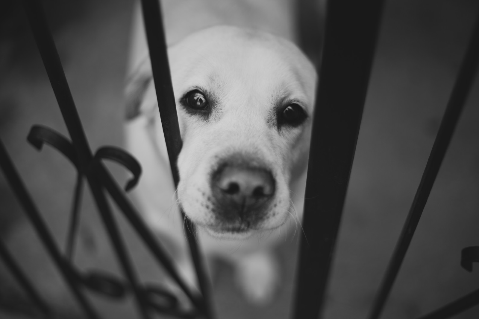 alb-negru, câine, față, Labrador, gardul, Nas