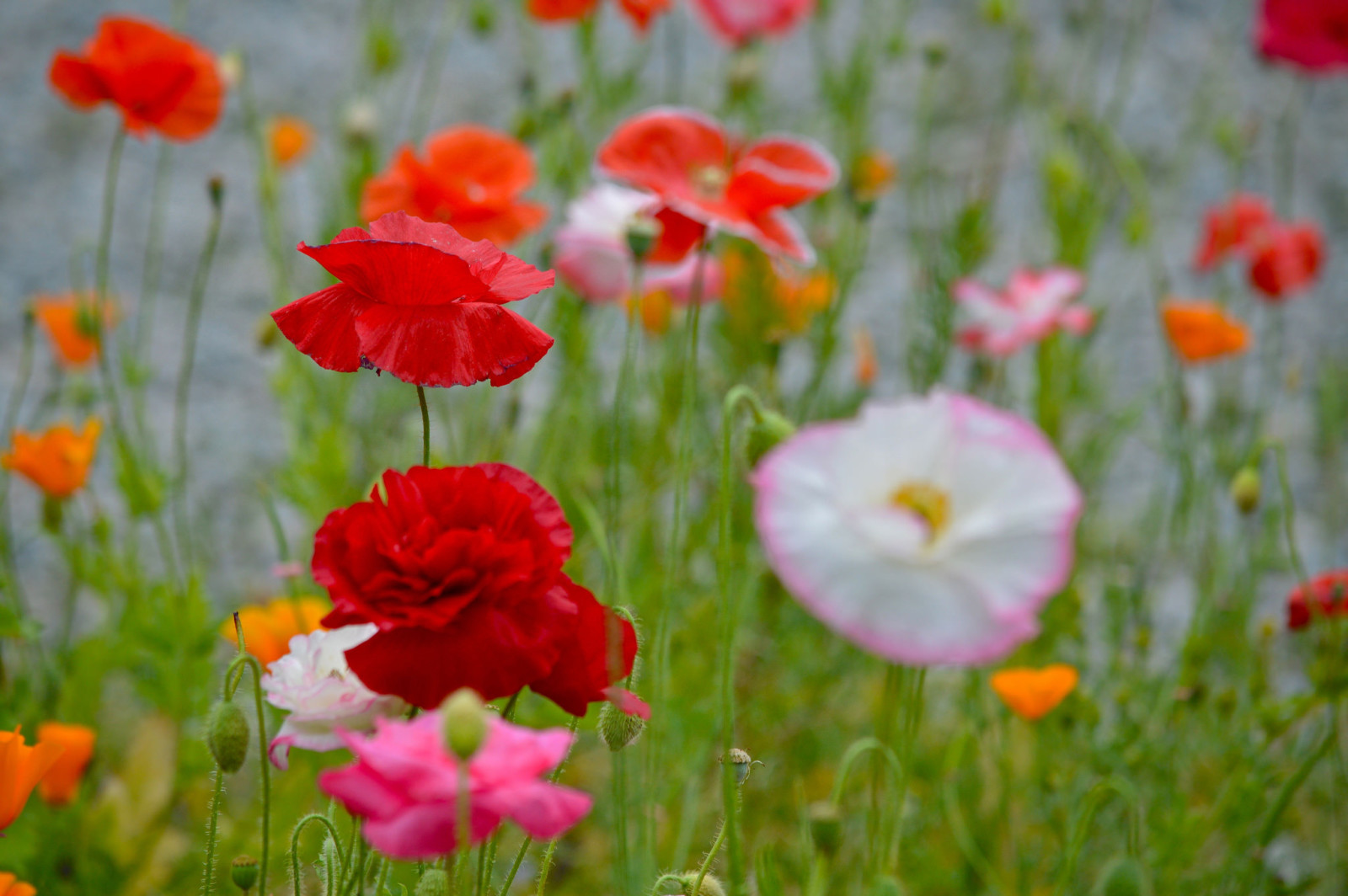 grass, nature, field, meadow, petals, Maki