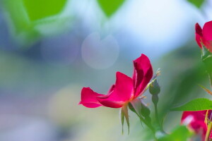 flores, macro, humor, pétalas, Rosa