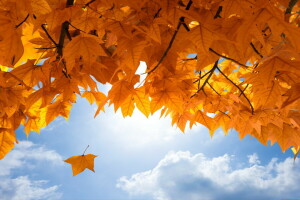 autumn, Fall, leaves, maple, the sky