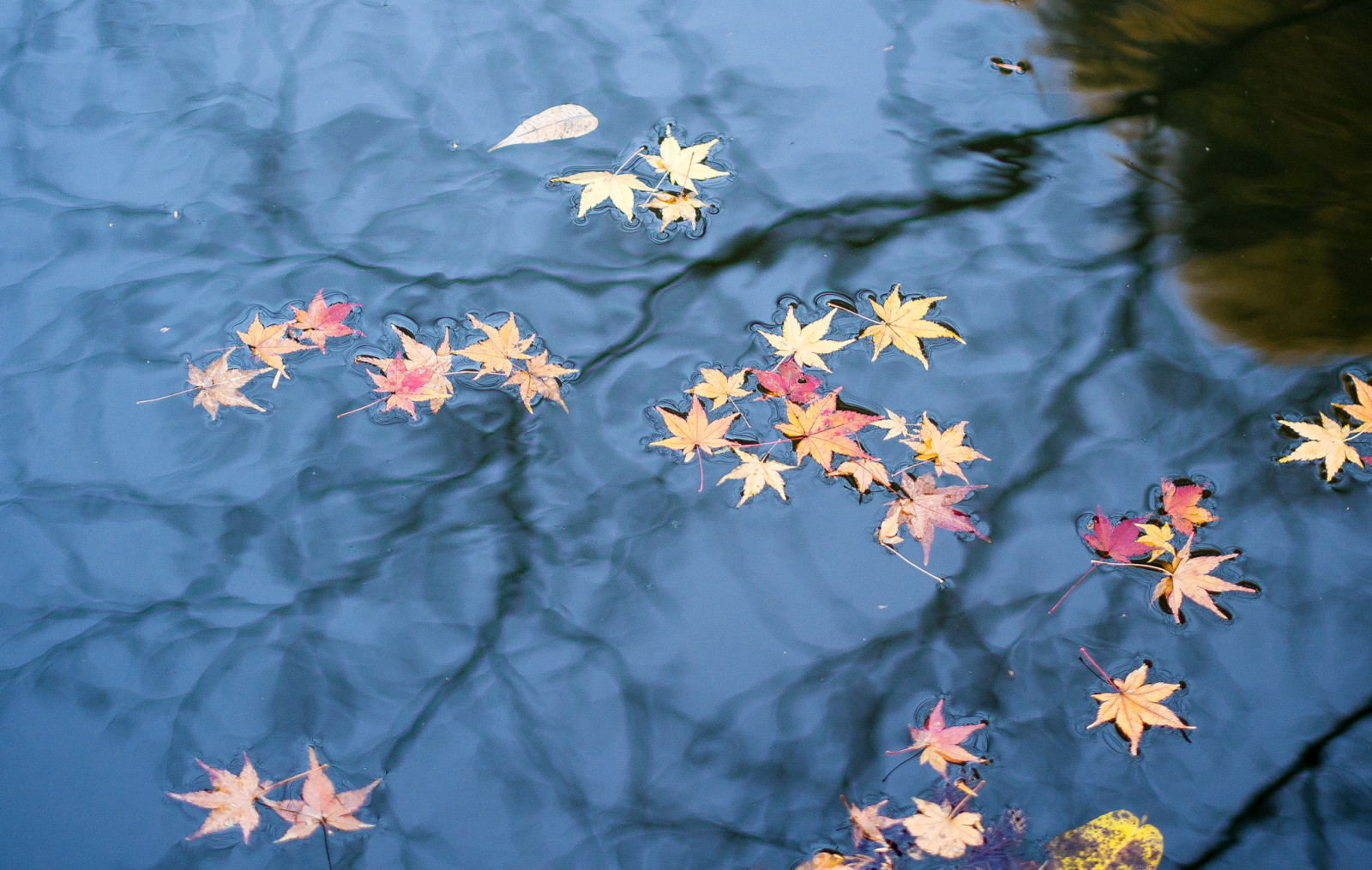 autunno, riflessione, le foglie, acqua