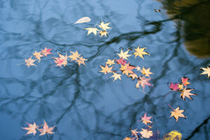 autunno, le foglie, riflessione, acqua