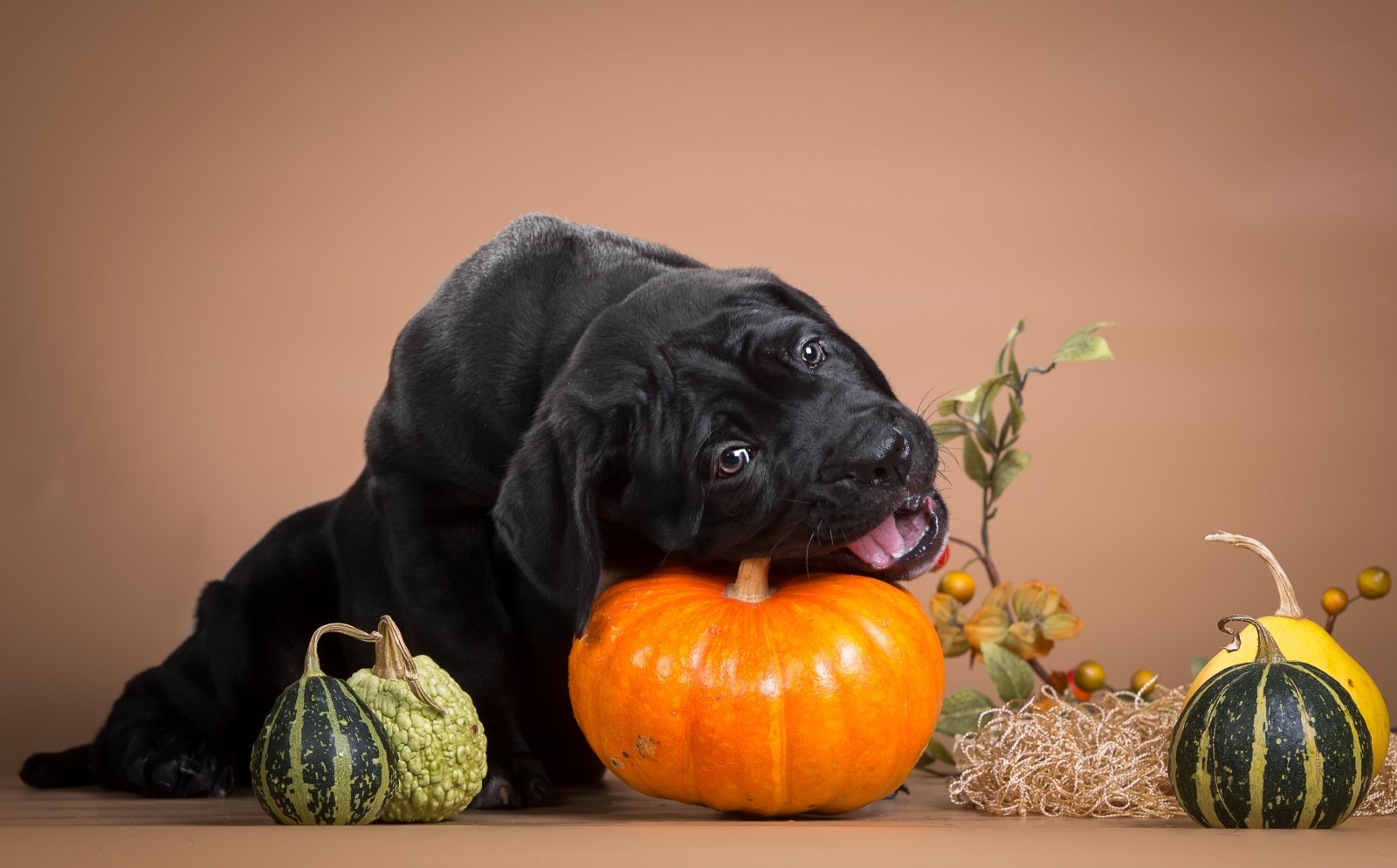 puppy, black, pumpkin, nibbles, Cane Corso, naughty