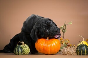 sort, Cane Corso, uartig, nipper, græskar, hundehvalp