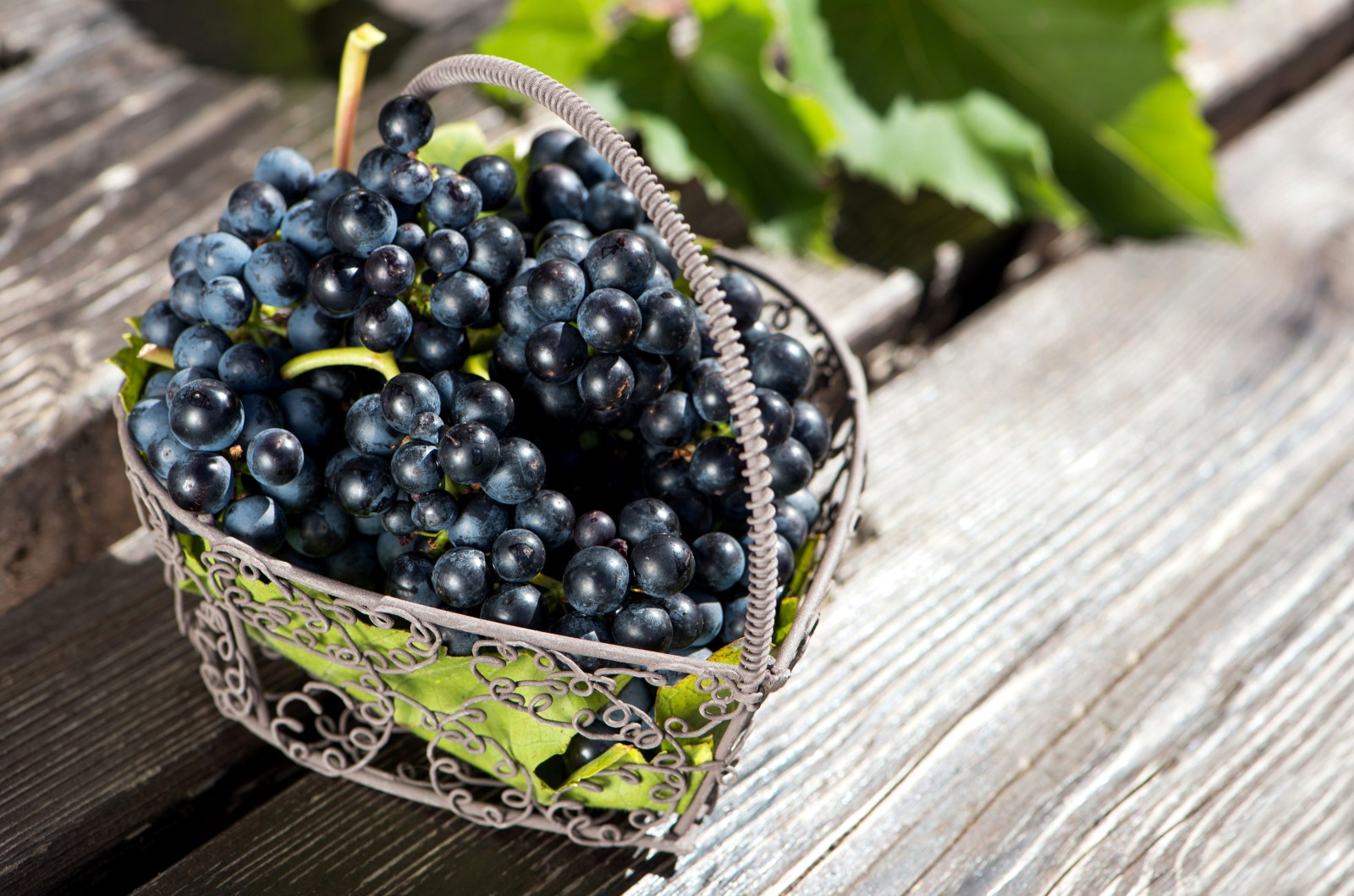 rojo, hojas, bayas, cesta, uvas, racimos