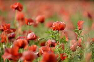 Maki, natuur, zomer