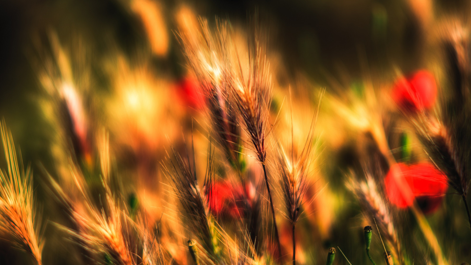 Herbst, Gras, Feld, Pflanze, Wiese