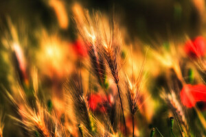 otoño, campo, césped, prado, planta