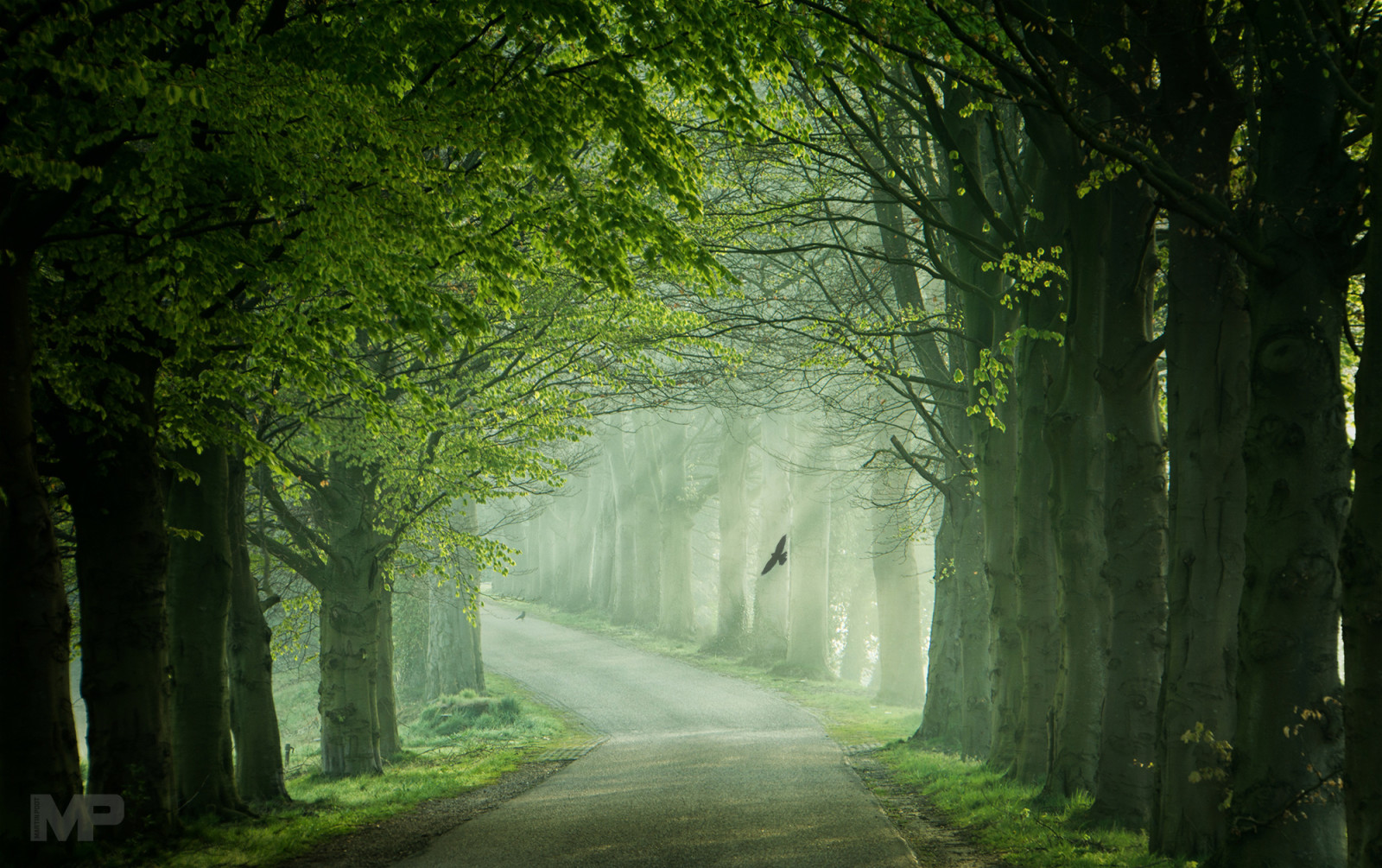 leggero, strada, alberi, primavera, uccelli