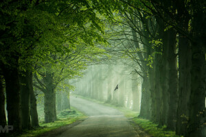 birds, light, road, spring, trees