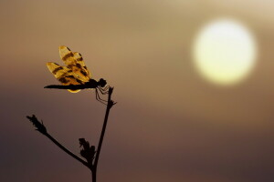 libélula, puesta de sol