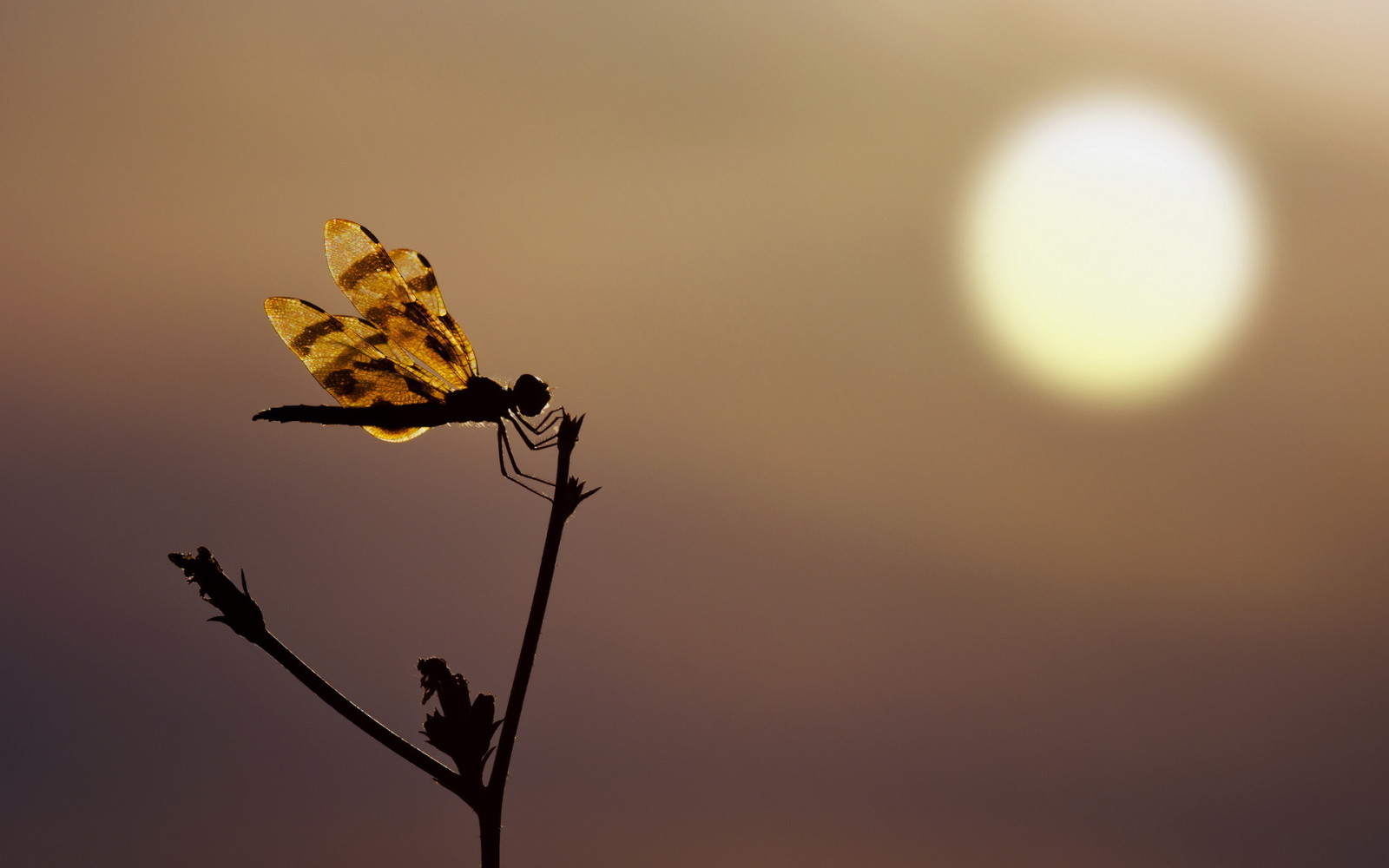 Sonnenuntergang, Libelle