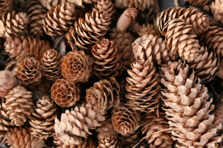 macro, nature, Pine cones