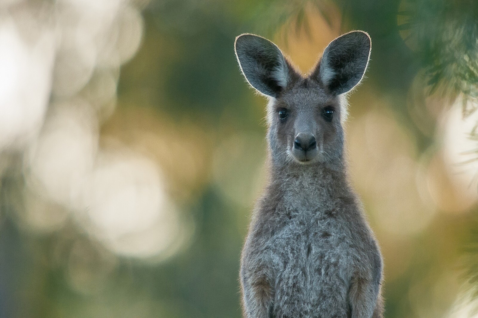 look, portrait, kangaroo