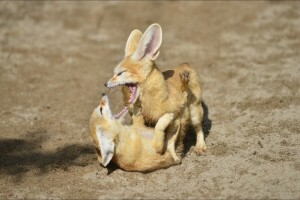 Animal, animals, fennec, Fox, games, pair, the game