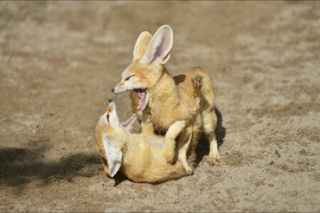 Ζώο, των ζώων, fennec, Αλεπού, Παιχνίδια, ζεύγος, το παιχνίδι