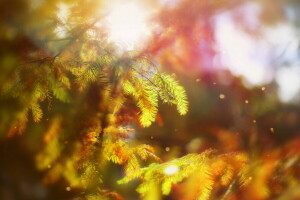 autunno, bokeh, October Rhapsody, alberi