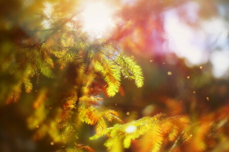 autumn, bokeh, October Rhapsody, trees