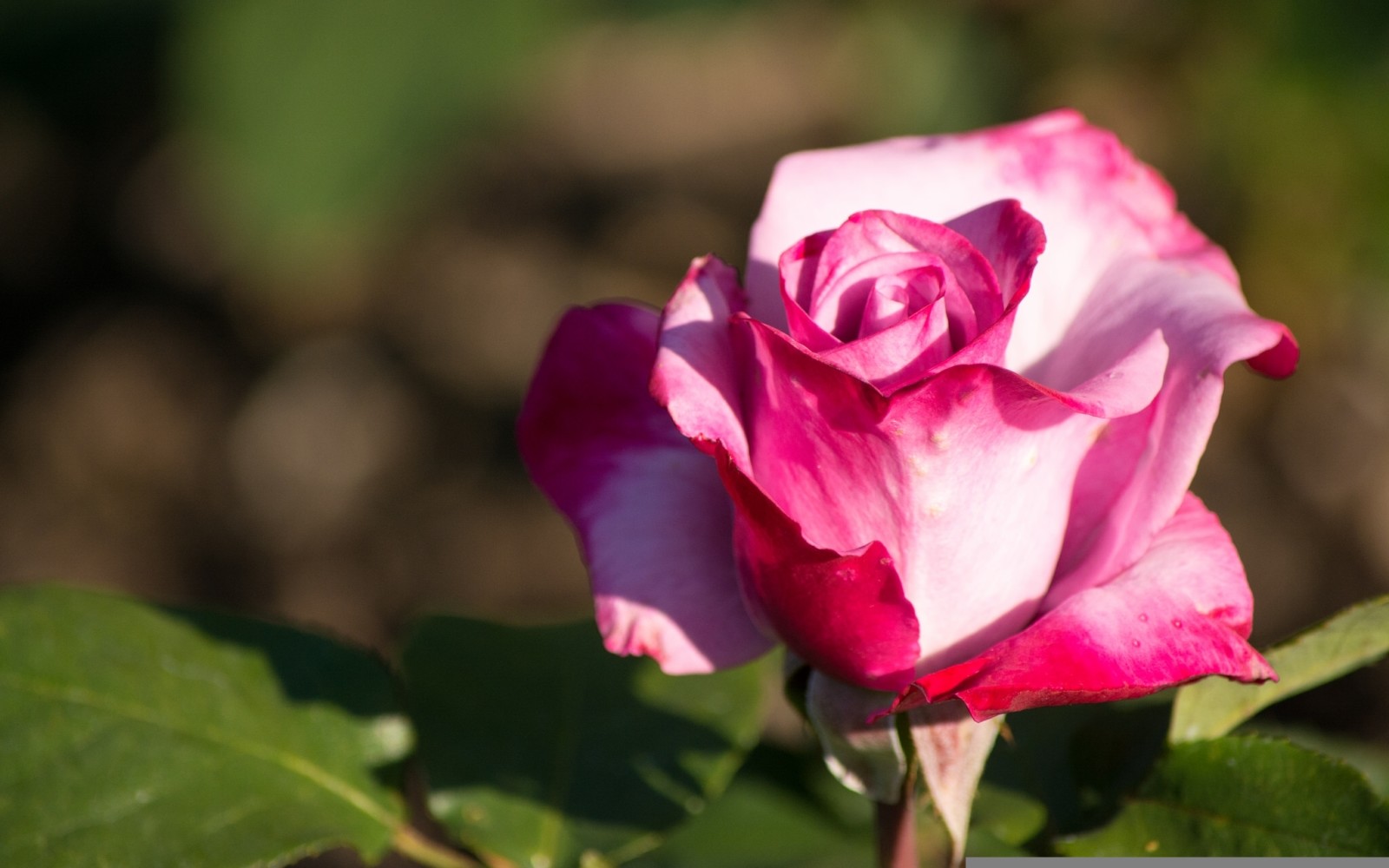 macro, rose, Bud