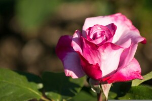 Germoglio, macro, rosa