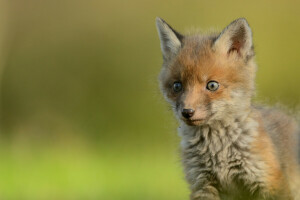 Baby, Jungtier, Fuchs, aussehen, Schnauze