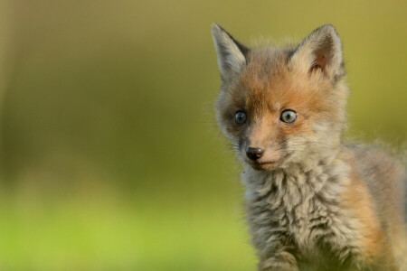 baby, cub, Fox, look, muzzle