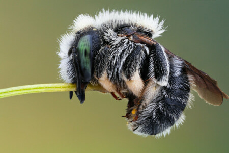 black, insect, white