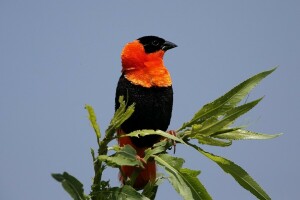 le bec, oiseau, branche, plumes, feuilles