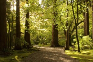 autunno, rami, le foglie, Parco, ombre, il Sole, la via, alberi