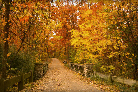 herfst, bankjes, Brug, lantaarnpalen, bladeren, Park, de weg, bomen