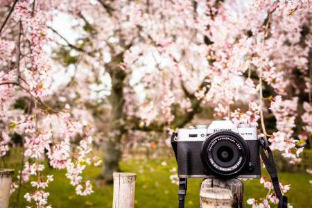 achtergrond, camera, Tuin