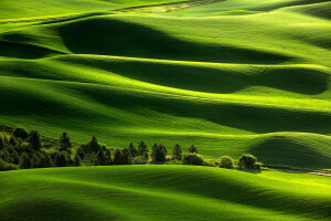 champ, paysage, la nature