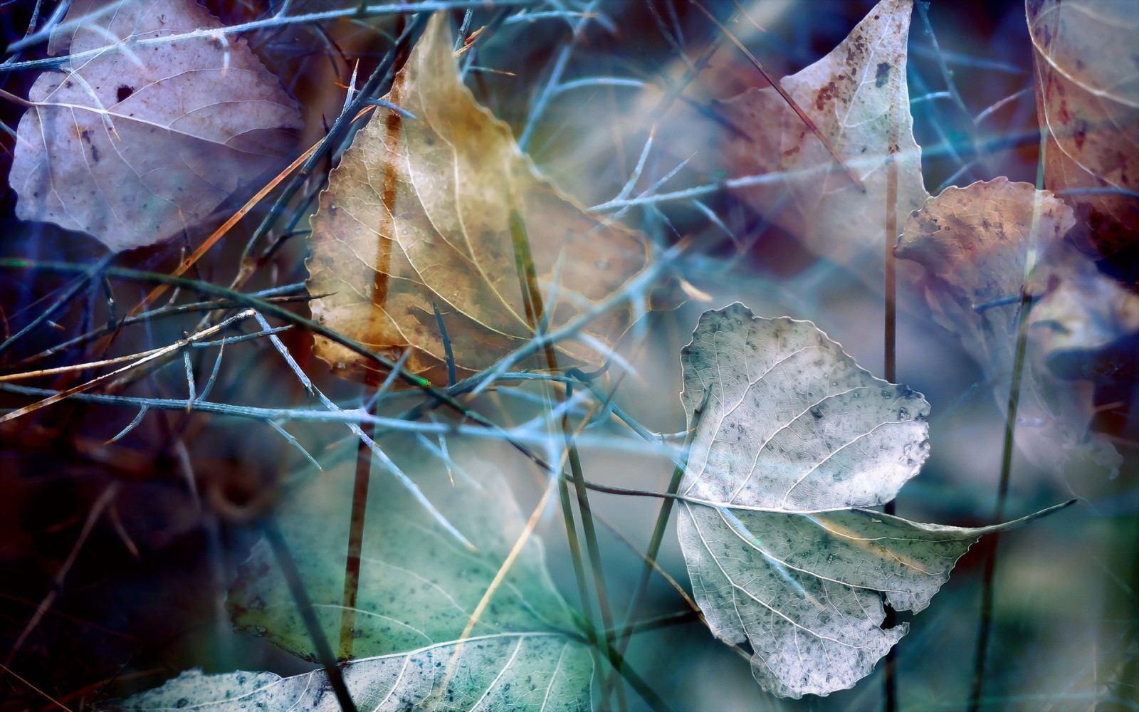 la nature, macro, feuilles