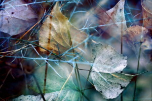 bladeren, macro, natuur