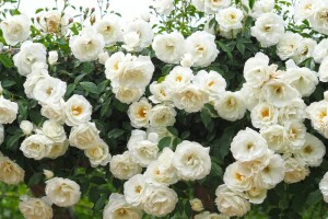 rose Bush, roses, white roses