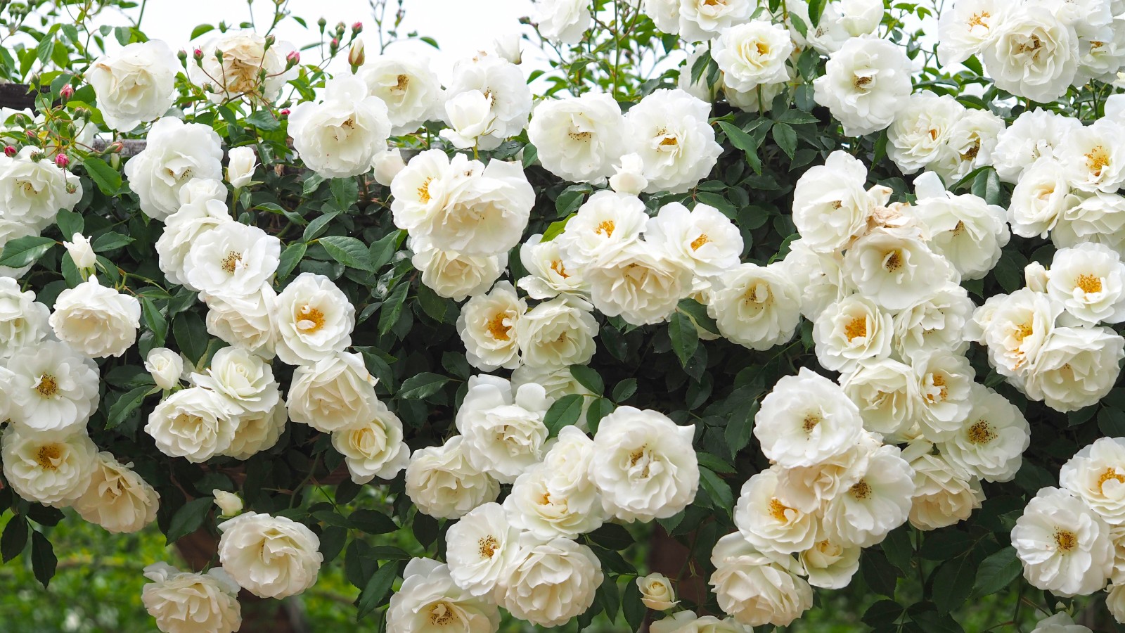 des roses, roses blanches, rose Bush