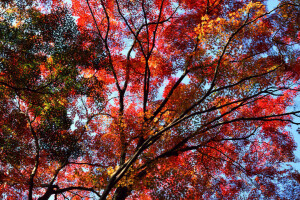 autunno, le foglie, Il cremisi, il cielo, alberi