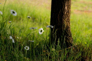 blomster, gress, tre