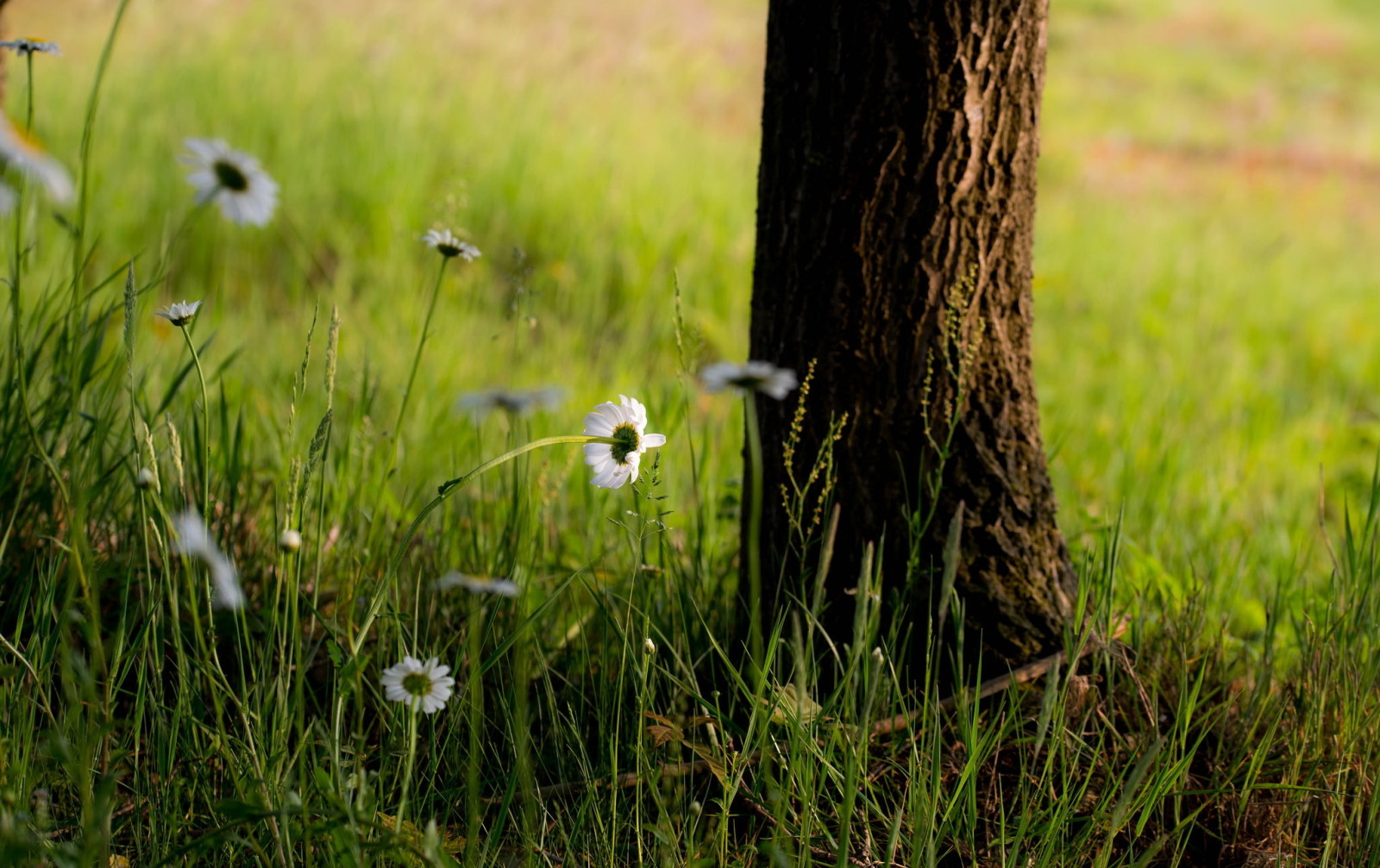 tree, grass, flowers