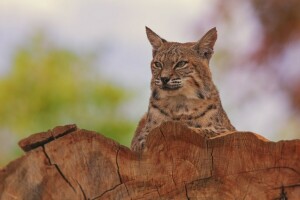 Lynx, portrait, chat sauvage