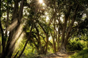 lumière, la nature, pluie, des arbres