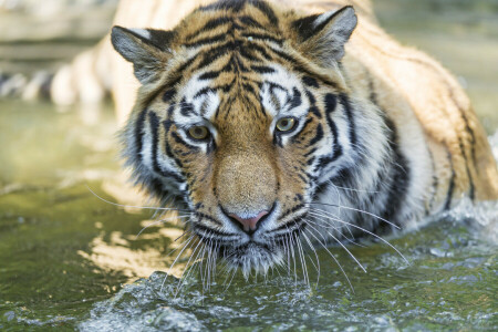 Amur, bathing, cat, face, look, tiger, water, ©Tambako The Jaguar