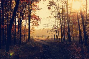 l'automne, campagne, Tomber, forêt, feuilles, la nature, parc, chemin