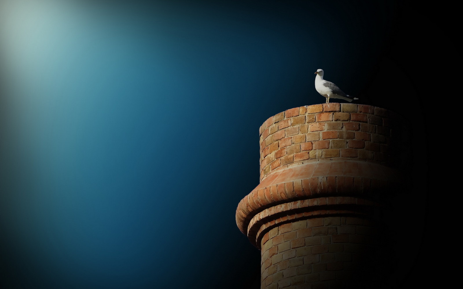 achtergrond, de lucht, vogel