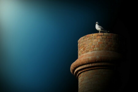 background, bird, the sky