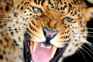 crocs, grognement, Léopard, Regardez, chat sauvage