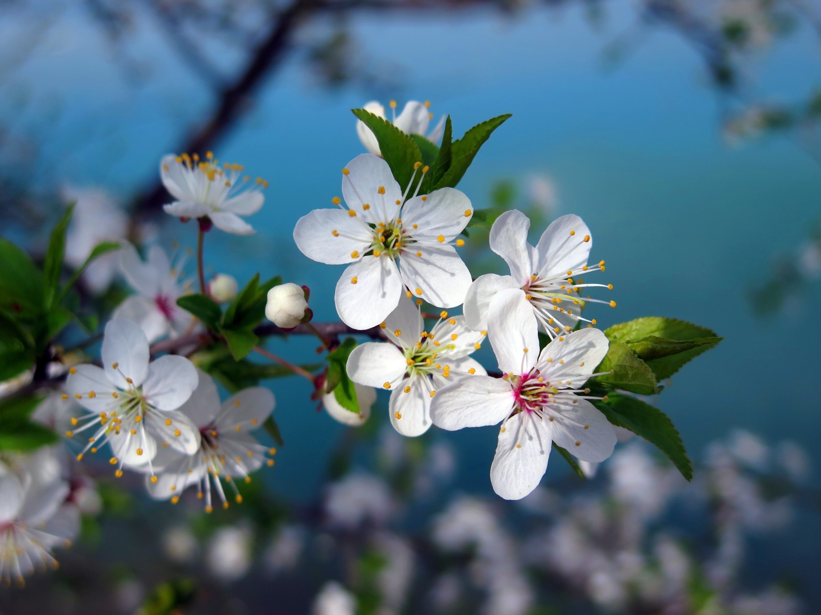 árvore, macro, flores, Primavera, branco, cereja, ramo, floração