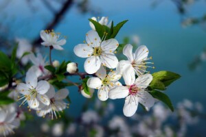 branche, Cerise, floraison, fleurs, macro, printemps, arbre, blanc